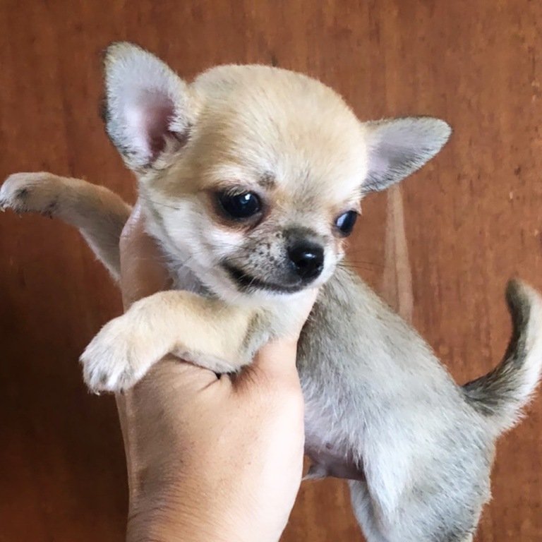 Filhote de chihuahua caramelo pelo curto